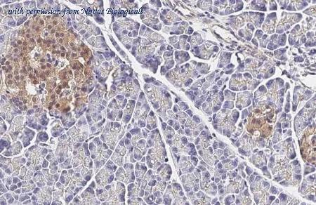 Novus Biologicals NBP3-25482 image 1