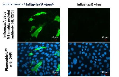 Novus Biologicals NBP3-25524 image 1
