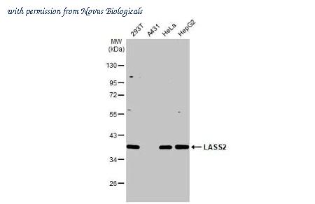 Novus Biologicals NBP3-25546 image 1
