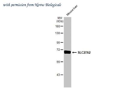 Novus Biologicals NBP3-25687 image 1