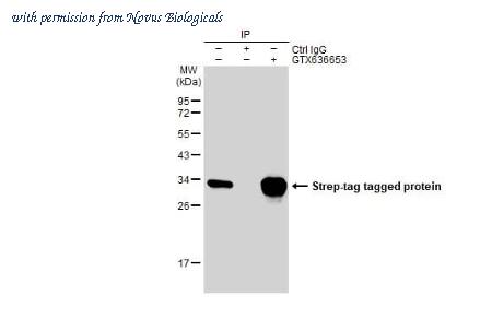 Novus Biologicals NBP3-25698 image 1