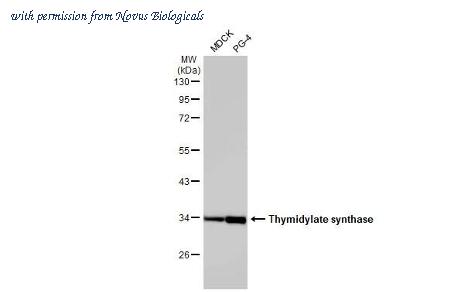 Novus Biologicals NBP3-25722 image 1