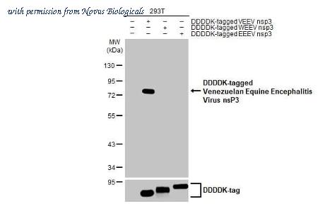 Novus Biologicals NBP3-25739 image 1