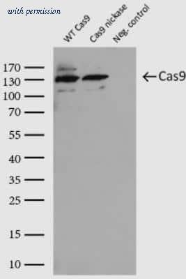 Novus Biologicals NBP2-52717 image 1
