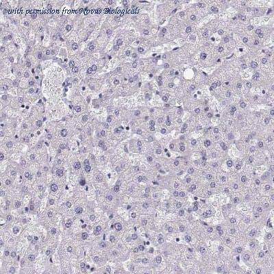Novus Biologicals NBP2-55158 image 1