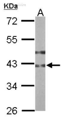 Novus Biologicals NBP1-32539 image 1