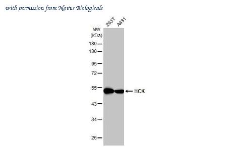 Novus Biologicals NBP3-25496 image 1