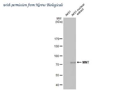 Novus Biologicals NBP3-25567 image 1