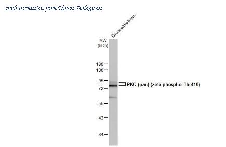 Novus Biologicals NBP3-25604 image 1