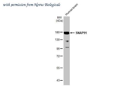 Novus Biologicals NBP3-25690 image 1