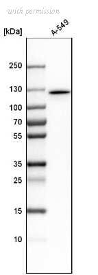 Novus Biologicals NBP1-92158 image 1