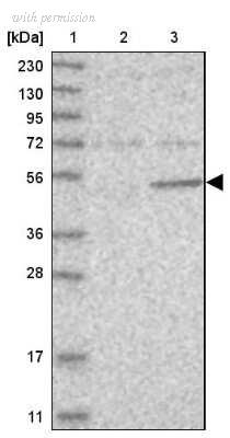 Novus Biologicals NBP1-89654 image 1