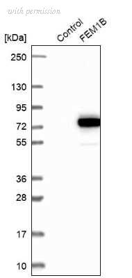 Novus Biologicals NBP1-86219 image 1