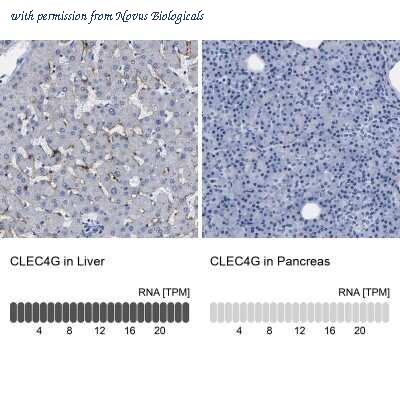 Novus Biologicals NBP1-82815 image 1