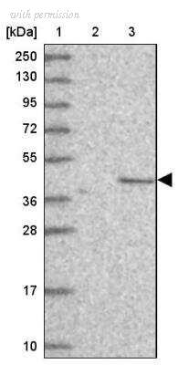 Novus Biologicals NBP1-91731 image 1