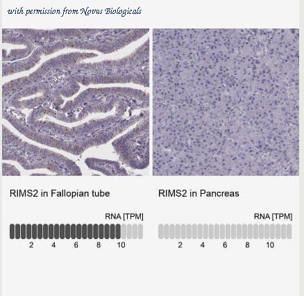 Novus Biologicals NBP2-56512 image 1