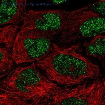 Novus Biologicals NBP2-56951 image 1