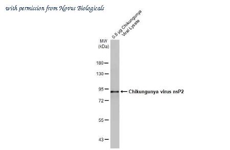 Novus Biologicals NBP3-25410 image 1