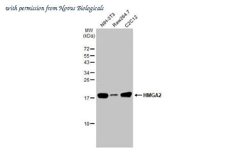 Novus Biologicals NBP3-25421 image 1