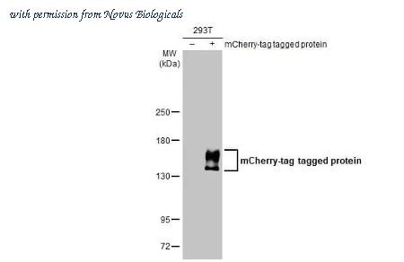 Novus Biologicals NBP3-25559 image 1