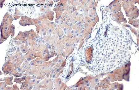Novus Biologicals NBP3-25590 image 1