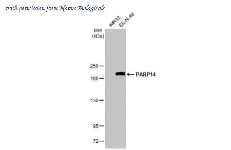 Novus Biologicals NBP3-25591 image 1