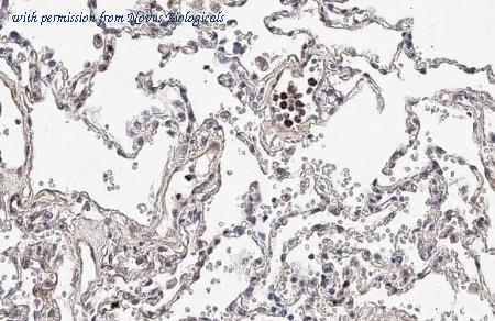 Novus Biologicals NBP3-25728 image 1
