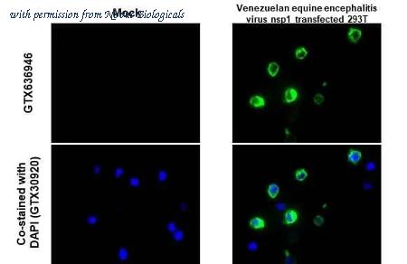 Novus Biologicals NBP3-25736 image 1