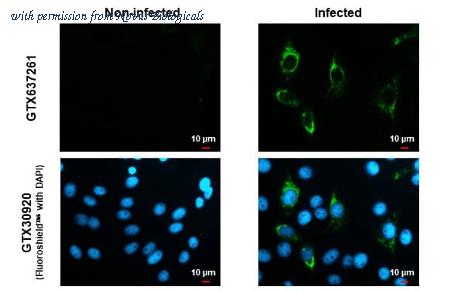 Novus Biologicals NBP3-25770 image 1