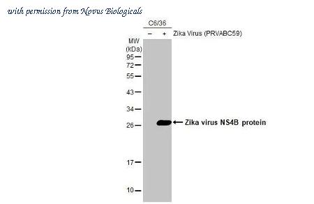 Novus Biologicals NBP3-25771 image 1