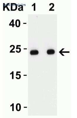 Novus Biologicals NBP3-07060 image 1