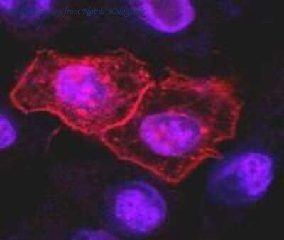 Novus Biologicals NBP2-31343 image 1