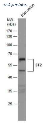 Novus Biologicals NBP2-53096 image 1