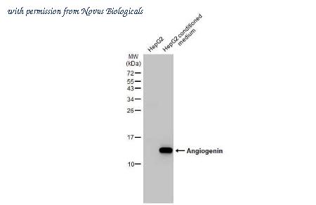 Novus Biologicals NBP3-25360 image 1