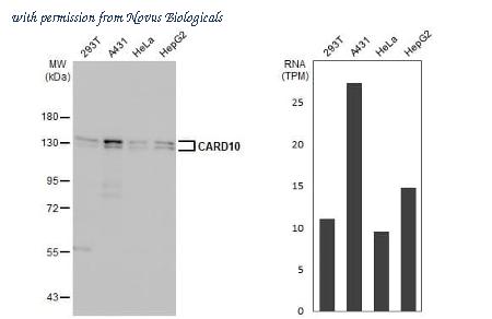 Novus Biologicals NBP3-25395 image 1