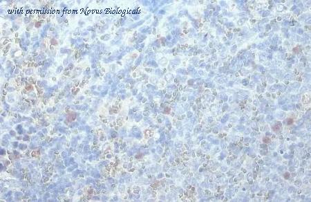 Novus Biologicals NBP3-25635 image 1