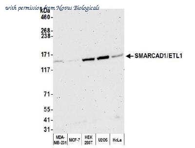 Novus Biologicals NB100-79835 image 1