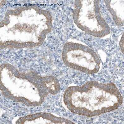 Novus Biologicals NBP1-88872 image 1