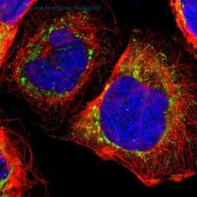 Novus Biologicals NBP1-92499 image 1