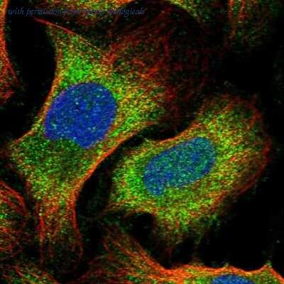 Novus Biologicals NBP1-91740 image 1