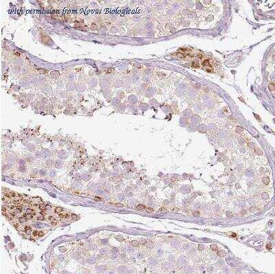 Novus Biologicals NBP2-30402 image 1