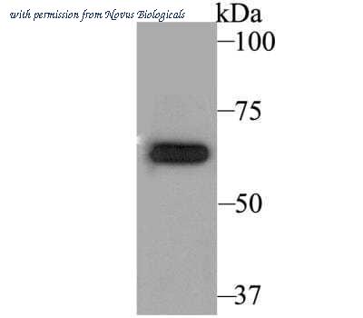 Novus Biologicals NBP2-76939 image 1