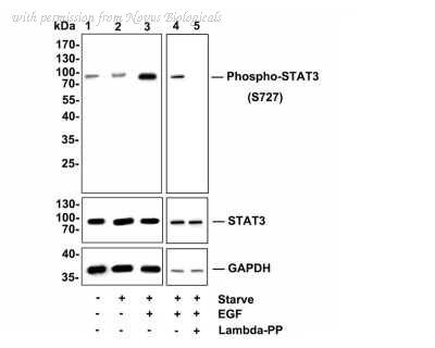 Novus Biologicals NBP2-67433 image 1