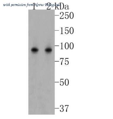Novus Biologicals NBP2-67121 image 1