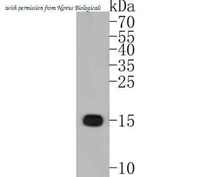 Novus Biologicals NBP2-75397 image 1