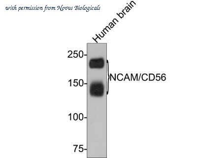 Novus Biologicals NBP2-66968 image 1