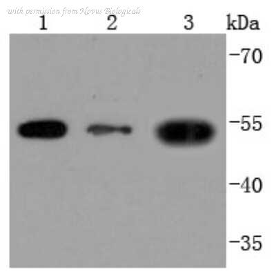 Novus Biologicals NBP2-66763 image 1