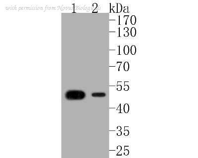 Novus Biologicals NBP2-67585 image 1