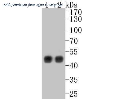 Novus Biologicals NBP2-67370 image 1