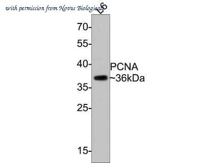 Novus Biologicals NBP2-67390 image 1